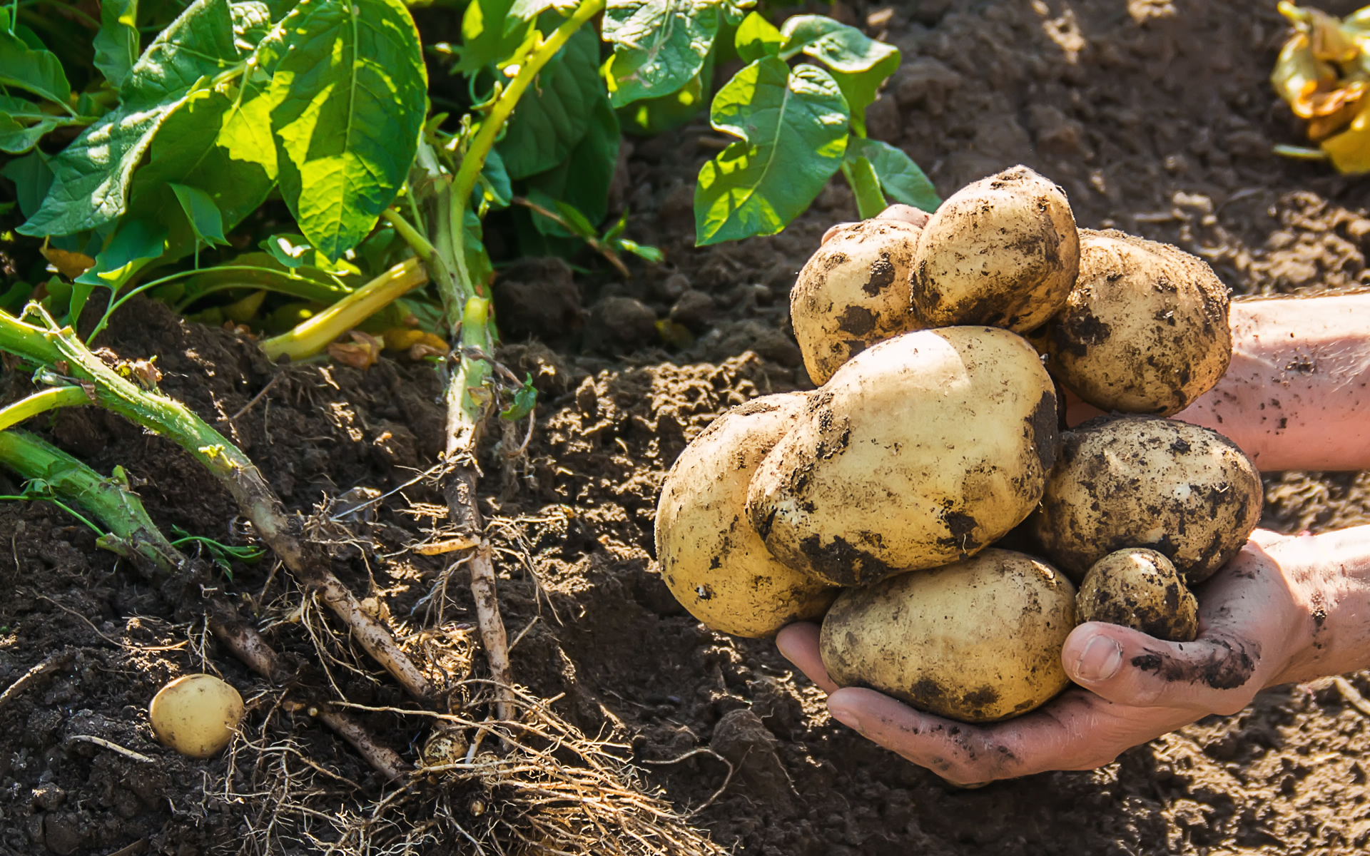 Our Potatoes - MountainKing Potatoes